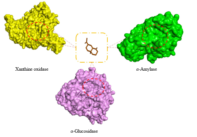 Nghiên cứu in vitro và in silico hoạt tính ức chế xanthine oxidase, α-glucosidase và α-amylase của tinh dầu Piper lolot